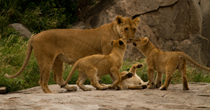 lion n cubs
